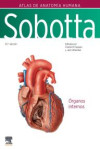 Sobotta. Atlas de anatomía humana. Vol 2 | 9788413826318 | Portada